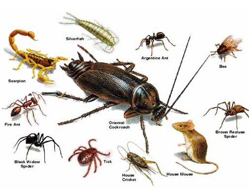 Pest control service